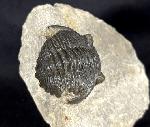 Hollardops mesocristatus (LE MAITRE 1952) - Bild &copy; FossNet FossilienStore